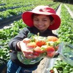 YMCA strawberry picking