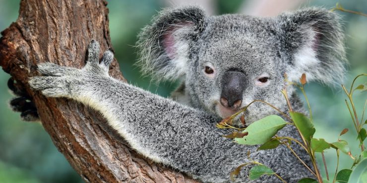 Koala Corridor