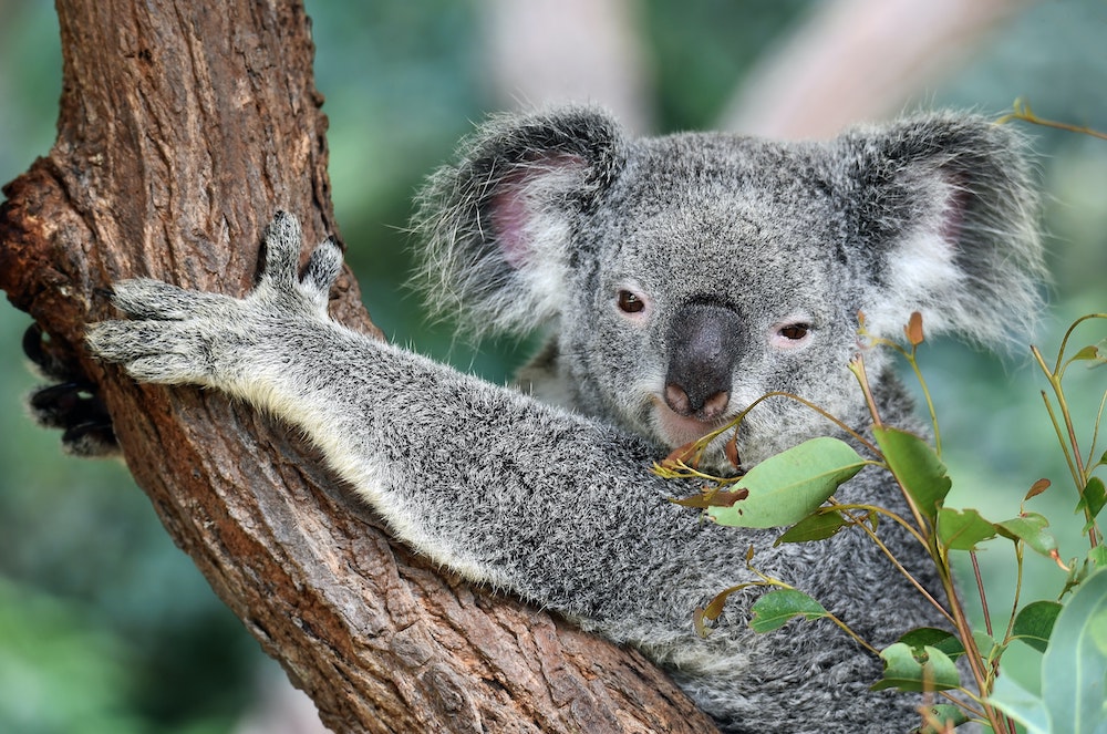 Koala Corridor